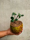 Bonsai of ficus tree in coconut Royalty Free Stock Photo