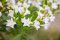 Best white oleander flowers, Nerium oleander, bloomed in spring. Shrub small tree poisonous plant for medicine Royalty Free Stock Photo