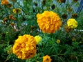 Best yellow flower images hd Royalty Free Stock Photo