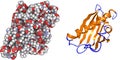 Bet V 1, the major birch pollen allergen.