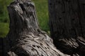 perfectly camouflaged lizard on stump Royalty Free Stock Photo