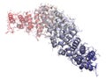 Beta-catenin (armadillo and C-terminal domain) protein. Corresponding CTNNB1 gene is a proto-oncogene.