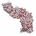 Beta-catenin (armadillo and C-terminal domain) protein. Corresponding CTNNB1 gene is a proto-oncogene Royalty Free Stock Photo