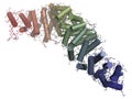 Beta-catenin (armadillo and C-terminal domain) protein. Corresponding CTNNB1 gene is a proto-oncogene Royalty Free Stock Photo