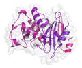 Beta-lactamase enzyme from Staphylococcus aureus. Responsible for resistance against penicillin and related antibiotics