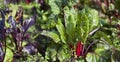 Beta Vulgaris - Purple beetroot leaves in the permaculture countryside vegetable garden during the sunny day