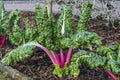 Beta Vulgaris subsp cicla var flavescens `Rhubarb Chard Royalty Free Stock Photo