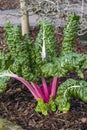 Beta Vulgaris subsp cicla var flavescens `Rhubarb Chard