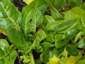 Beta vulgaris, or swiss chard, seedlings close up