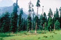 Betaab valley (3)