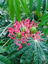 Jatropha multifida Linn, also known as & x22;Coral plant& x22; Royalty Free Stock Photo