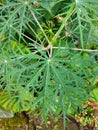 Betadine leaves that grow in the yard when the weather is sunny Royalty Free Stock Photo