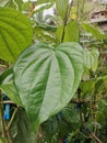 Betal leaves organic farm