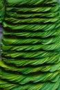 Betel or betal leaves Royalty Free Stock Photo