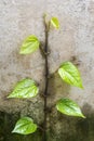 Betel Ivy Up the wall Thailand