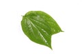 Betel leaf Royalty Free Stock Photo