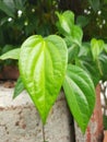 Betel leaf plant