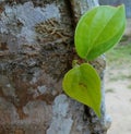 Betel leaf betel nut tree Royalty Free Stock Photo