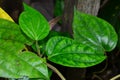 Betel leaf in garden for your herb medical