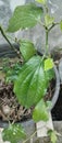 Betel leaf