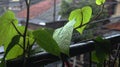 Betel leaf plant that grows creeps into the fence Royalty Free Stock Photo