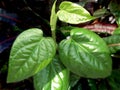 Betel leaf soft plant