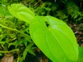 betel leaf Royalty Free Stock Photo