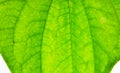 Betel leave Royalty Free Stock Photo