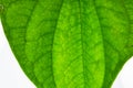 Betel leave Royalty Free Stock Photo