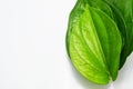 Betel leave Royalty Free Stock Photo