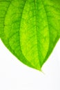 Betel leave Royalty Free Stock Photo