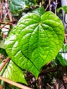 Betel leave structure Royalty Free Stock Photo
