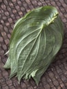 Betel leaves