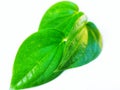 Asian plant betel leaf on white background