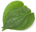 Betel leaves Royalty Free Stock Photo