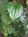 Betel leaves in the garden yard of the house Royalty Free Stock Photo