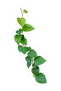 Betel leaves, Greenery plants isolated on white background have clipping path Royalty Free Stock Photo