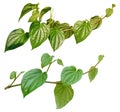 Betel leaves, Greenery plants isolated on white background have clipping path Royalty Free Stock Photo
