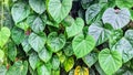 betel leaves grow abundantly