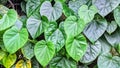 betel leaves grow abundantly