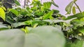 betel leaves grow abundantly