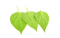 Betel leaves isolated on the white background. Royalty Free Stock Photo