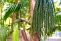 Betel nut or Areca catechu green raw in bunch Royalty Free Stock Photo