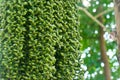 Betel nut or Areca catechu green raw in bunch Royalty Free Stock Photo