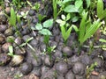 Betel Nut, Betel palm seeding