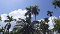 Betel nut with coconut, from low view, sunlight blue sky, white clouds clearly,