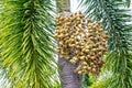 Betel nut palm or Betel Nuts on tree, Areca catechu tree Royalty Free Stock Photo