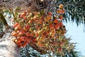 Betel nut palm, Low angle view