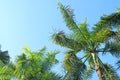Betel Nut Palm tree foliage against sunny blue sky Royalty Free Stock Photo