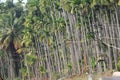 Betel nut, plantation, trees, electric poles, wires,